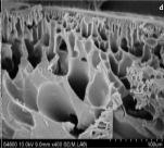 microscopy (SEM) SEM images of both the pure PES membrane and of the NCC/PES composite membrane are presented in Figure 3.