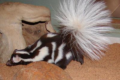 isolation The eastern spotted skunk (upper) breeds in later