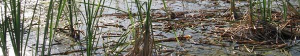 Invasive Nutria consume marsh
