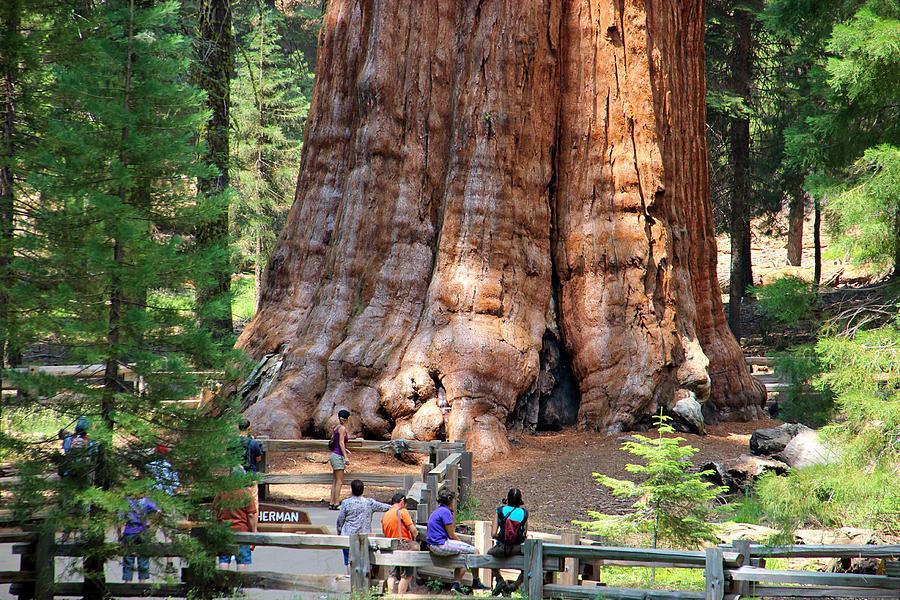 General Sherman, a Giant Sequoia, is the world s tallest
