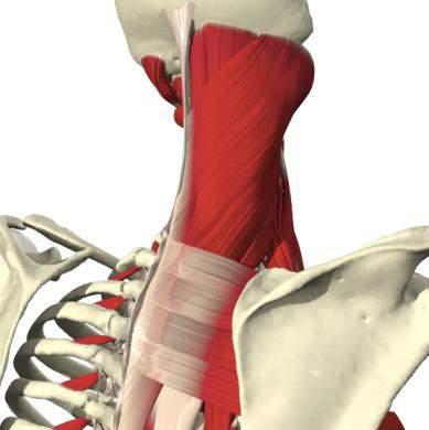 149 animations/movies Interactive Spine: Clinical Edition 18 individual 3D views, with 4,068 images 9 cross-sectional 3D views, with 693