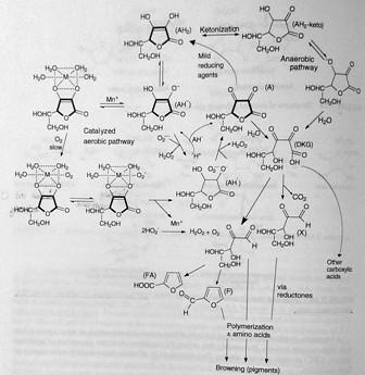 23 Fig 1.10. Mechanisms of oxidative and anaerobic degradation of ascorbic acid [1] 1.