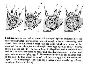 -->multicellular swimming larva. 1.