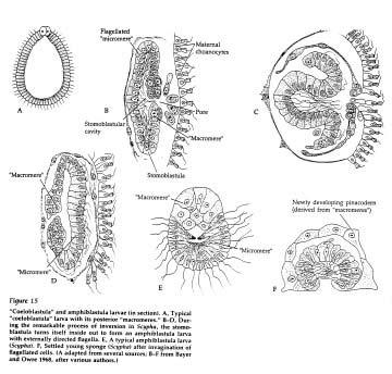 choanocytes. 2.