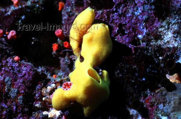 Phylum Porifera "Sponge" is the common name for the Poriferan It is named for the pores with which every sponge is covered, 'porifera' meaning 'pore bearer'.