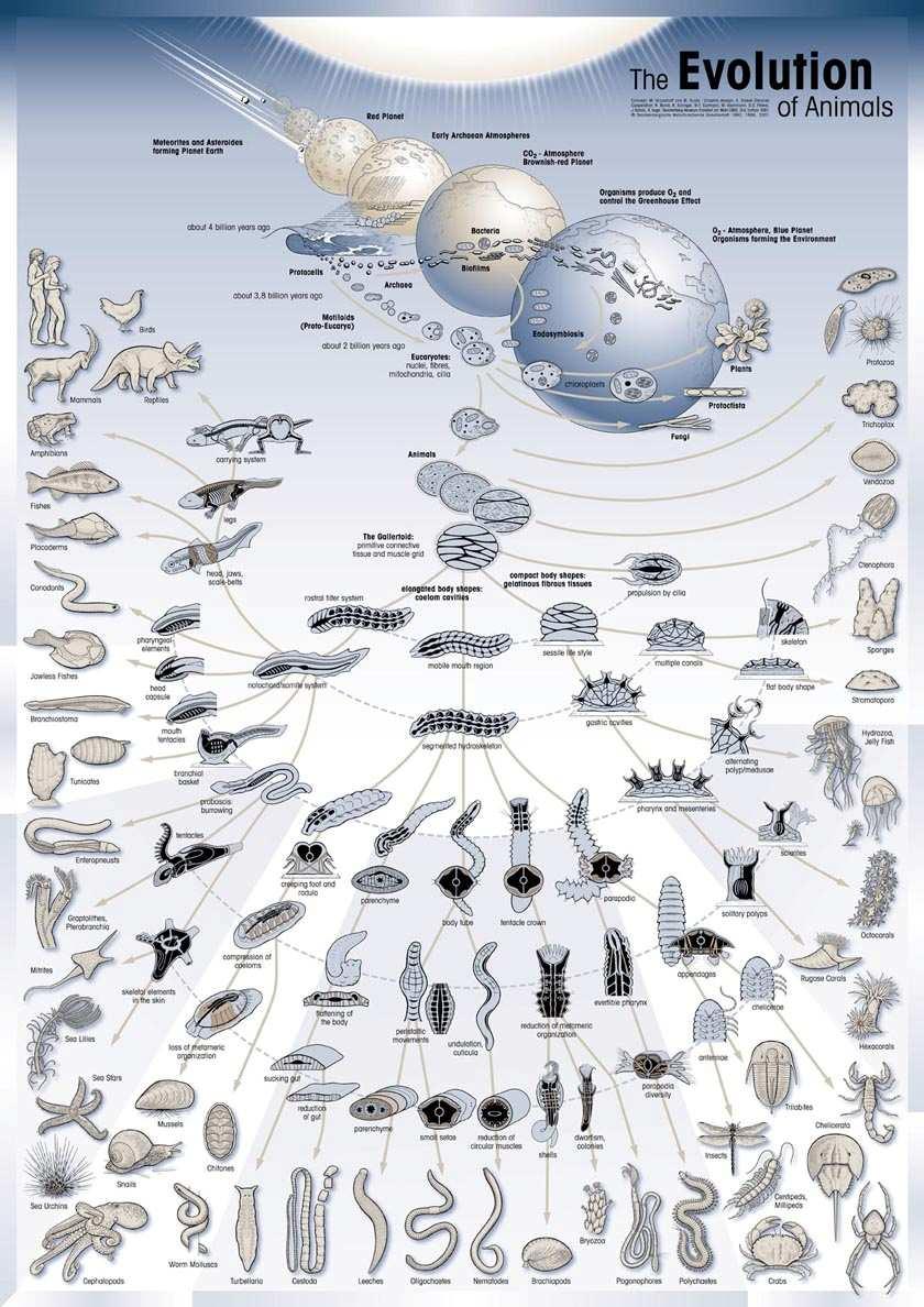Where did animals come from? Some propose that metazoans arose from syncytial (multinucleate) ciliated forms and cell boundaries evolved later.