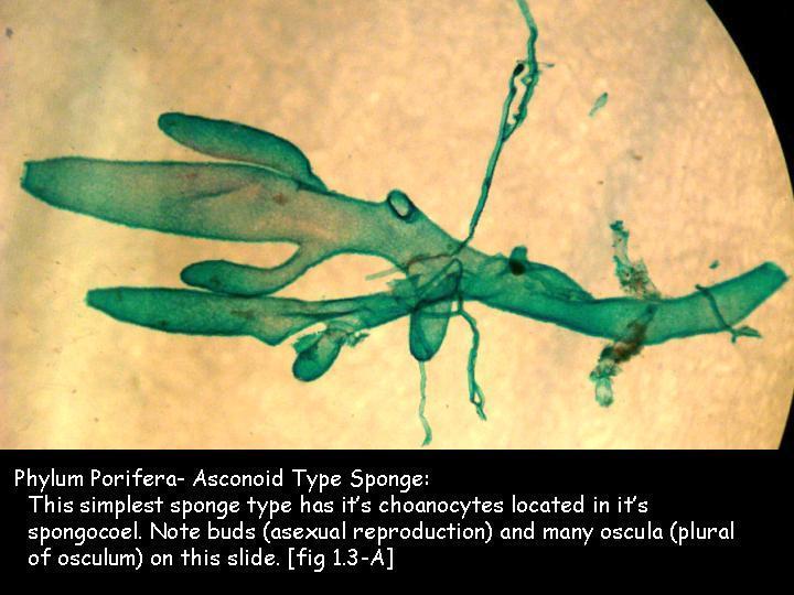 Leucosolenia Asconoid Body Plan Simplest body type Found