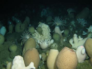 Hexactinellida Glass sponge community in Antarctica's eastern Weddell Sea, in an area not covered by ice shelves Syncitia Hexactinellid sponges No pinacoderm covering body wall and lining