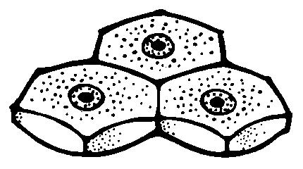 Porocytes (pore cells) - line the pores (or ostia) of the