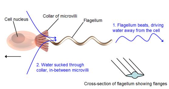 Choanocytes - flagellated collar cells that pump water through the sponge, capture prey, capture sperm Choanocytes,