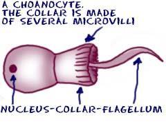 Sponge Cells: Choanocytes Choane = funnel Most important cells AKA collar cells Have a flagella