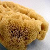 The Sponge Skeleton Can be made of two substances: Spicules Microscopic needles made of calcium carbonate (snail shell