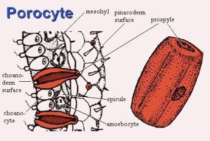Sponge Cells: Porocytes Porocytes are tubular cells which make up the pores of a sponge known as ostia.