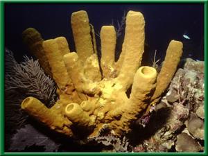 Support & Defense Systems in Sponges Since Sponges are soft-bodied invertebrates, they need protection!