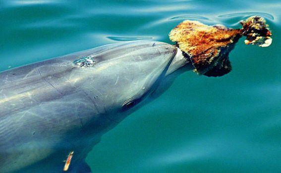 Other Cool Uses of Sponges Sponging Dolphins Some ingenious Shark Bay dolphins figured out that by prodding