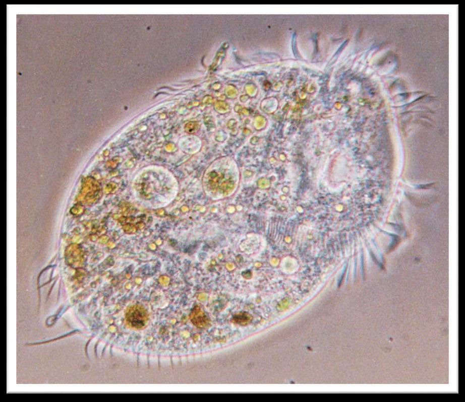 What did animals evolve from? Animals evolved from the protozoa.