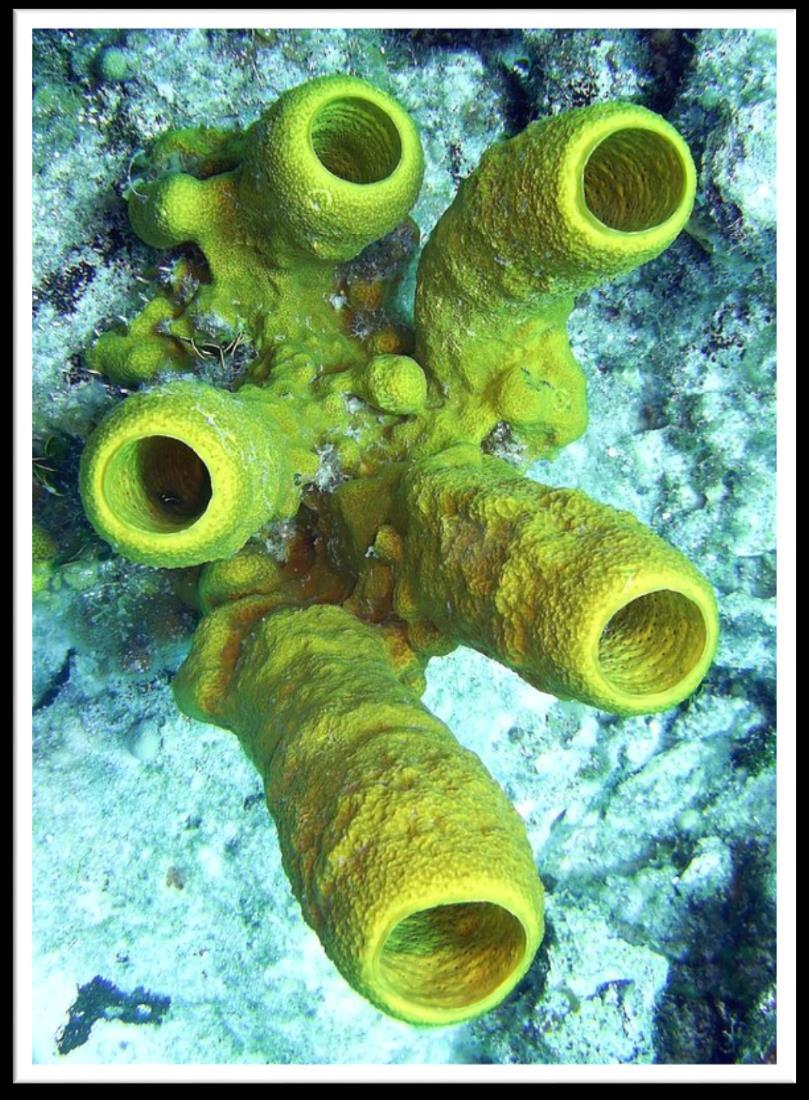Phylum Porifera: The First Animals Porus = pore, fera = to bear Better known as sponges Asymmetric No