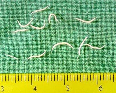 Pinworms caused by