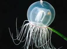 Cnidarians Tubular or bell-shaped Can be marine, freshwater or brackish forms Gastrovascular