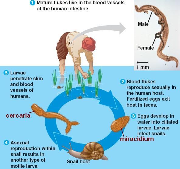 Life cycle of Schistosoma japonicum Infects 200 million people/year Human is the definitive (1 )