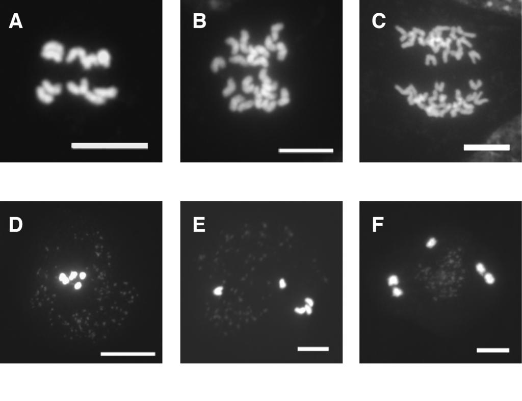 Figure S6. Mitosis and meiosis in Arabidopsis thaliana haploids Mitotic anaphase in A. haploid, B. diploid, and C. tetraploid A. thaliana. D. Metaphase I in haploid A. thaliana. Chromosomes align properly on the metaphase I plate.