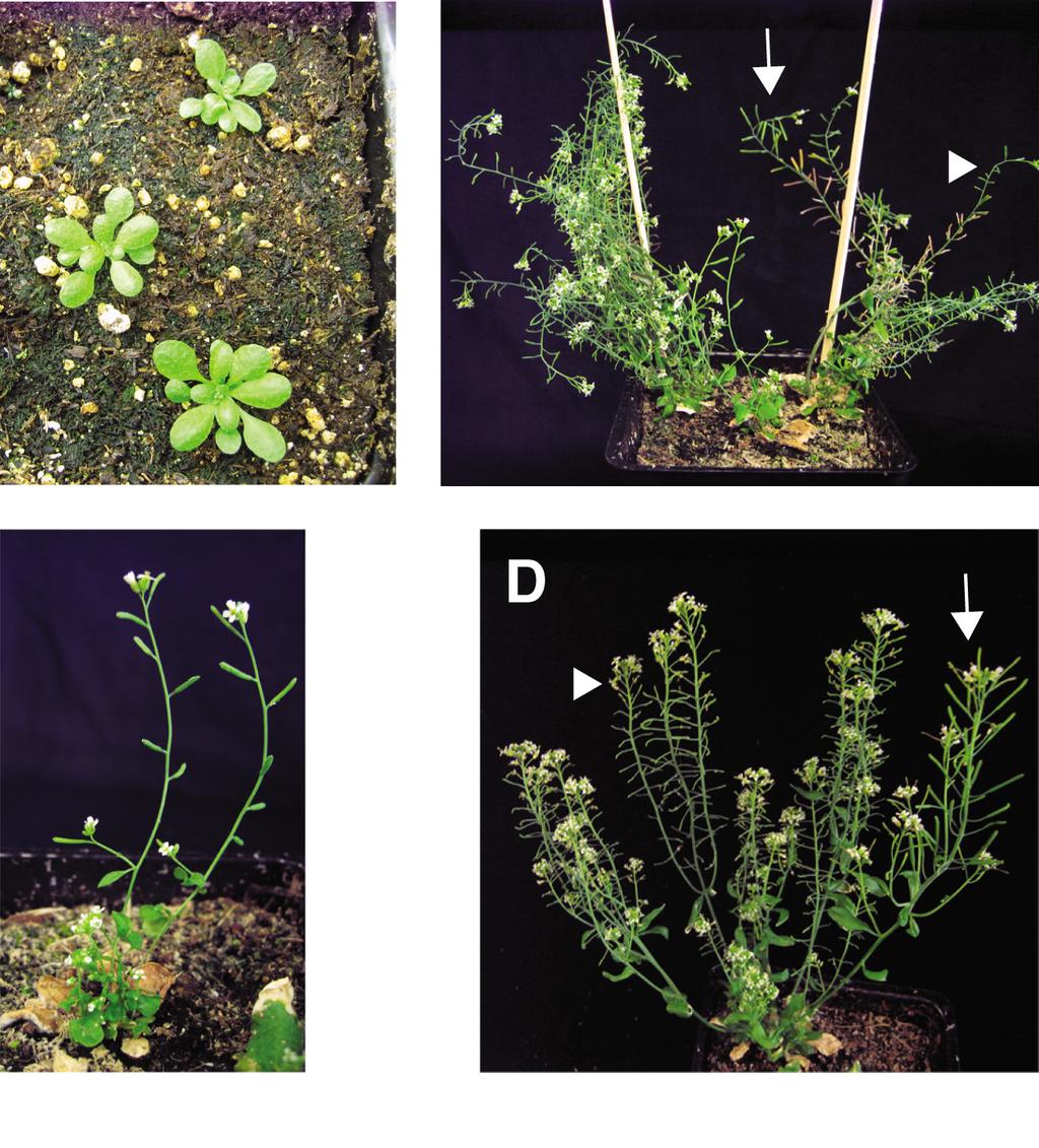 doi: 10.1038/nature08842 have smaller rosette leaves. C. Col-0 haploids and diploids after bolting. D.