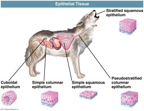 Epithelial Tissue Epithelial Tissue- covers the outside of the body and lines organs and