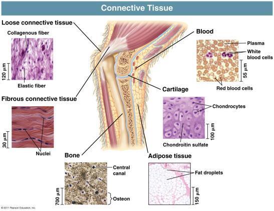 Connective Tissue Connective Tissue- cells scattered in an