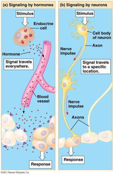 Communication and Signaling Two major systems are responsible for communication between cells: Endocrine System- signaling molecules