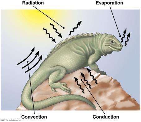 Heat Loss and Gain Organisms exchange heat using 4 methods: radiation, evaporation, convection,