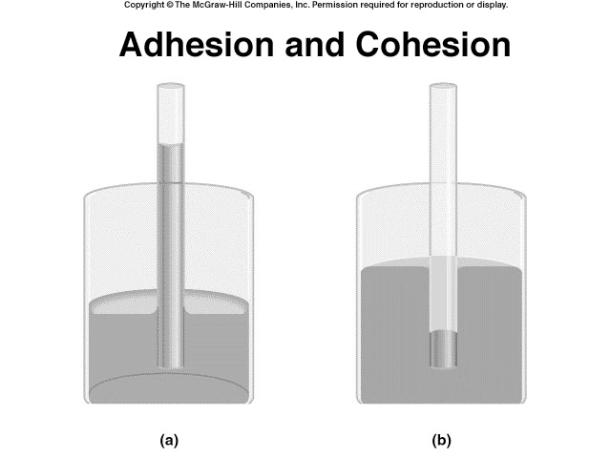 area. Strong intermolecular forces PROPERTIES OF LIQUIDS Cohesion is