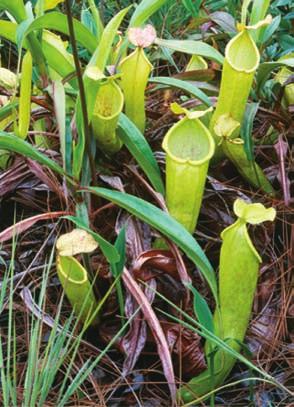 Parasitic Plants Staghorn fern, an epiphyte Carnivorous Plants Unlike epiphytes, parasitic plants absorb water, minerals,