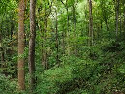 Temperate deciduous forest precipitation throughout the