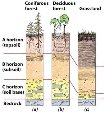 Soil layers, or horizons Decay is slow and little organic materials Decay is more rapid and the soil more fertile Highly fertile from dead plant materials Organic materials: roots, arthropods,