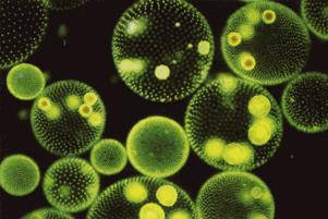Volvox: Unicellular type of green algae forms spherical