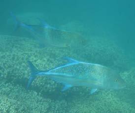 involved in reported cases of ciguatera fish poisoning in Hawaii during the 5-year