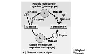 The Human Life Cycle Note that Meiosis and Fertilization are