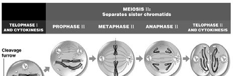 cells Overview of Meiosis II: Sister chromatids in