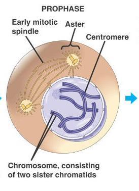 The S phase is also called the synthesis phase. During this phase each chromosome is duplicated, resulting in a doubled chromosome consisting of two chromatids attached at a centromere.