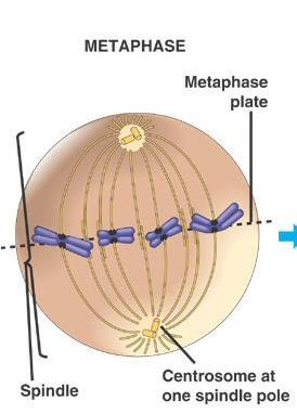Mitosis: Prophase: Just prior to mitosis, the pair of centrioles duplicates. During prophase, the two pairs of centrioles migrate to opposite poles.