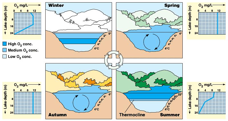 Ponds and lakes are sensitive to seasonal temperature change. Take a good look at these graphs!