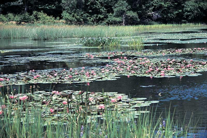 Wetlands are areas covered with water that supports many types of plants. They can be saturated or flooded and include areas known as marshes, bogs, and swamps.