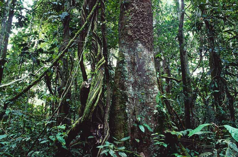 Tropical forests are close to the equator, receive high amounts of rainfall (although this can vary from region to region), and contain a great variety of