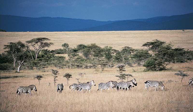 Savannas are grasslands with scattered trees, that show distinct seasons, particularly wet and