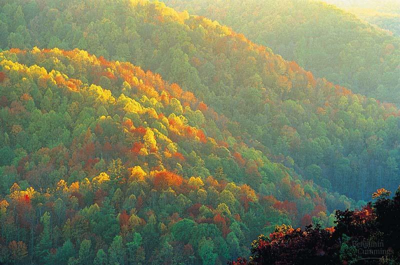 Temperate deciduous forests contain dense stands of trees and have very cold winters and hot summers.