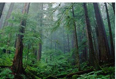 Coniferous forests are the largest terrestrial biome on earth. They exhibit long cold winters and short wet summers.