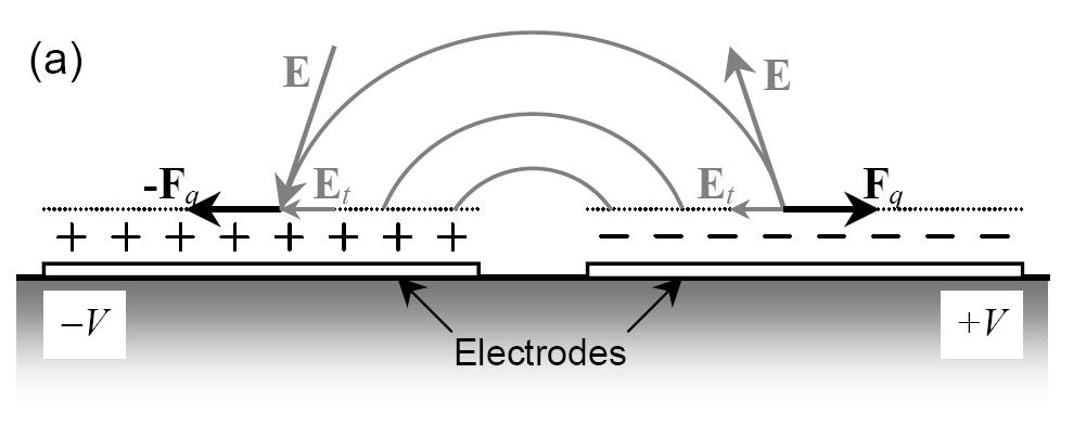 Since the double layer charges in ACEO are capacitively induced, the velocity of AC electroosmosis flow is frequency dependent.