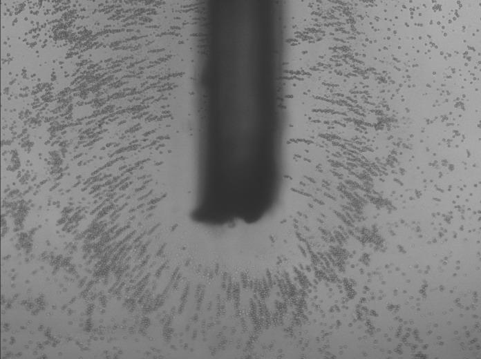 the electrodes. Figure 26 is the snapshot of the experiment with algae cells piled in lines under negative DEP (100 khz and 10 V pp ). The sizes of the algae cells ranges from 5 to 15 µm.