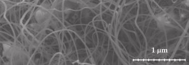 SEM micrographs of CNT carpet grown by T-CVD on Ti-25/Fe-10 nm sample.