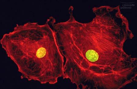 Nuclei and Actin in Animal cells B.
